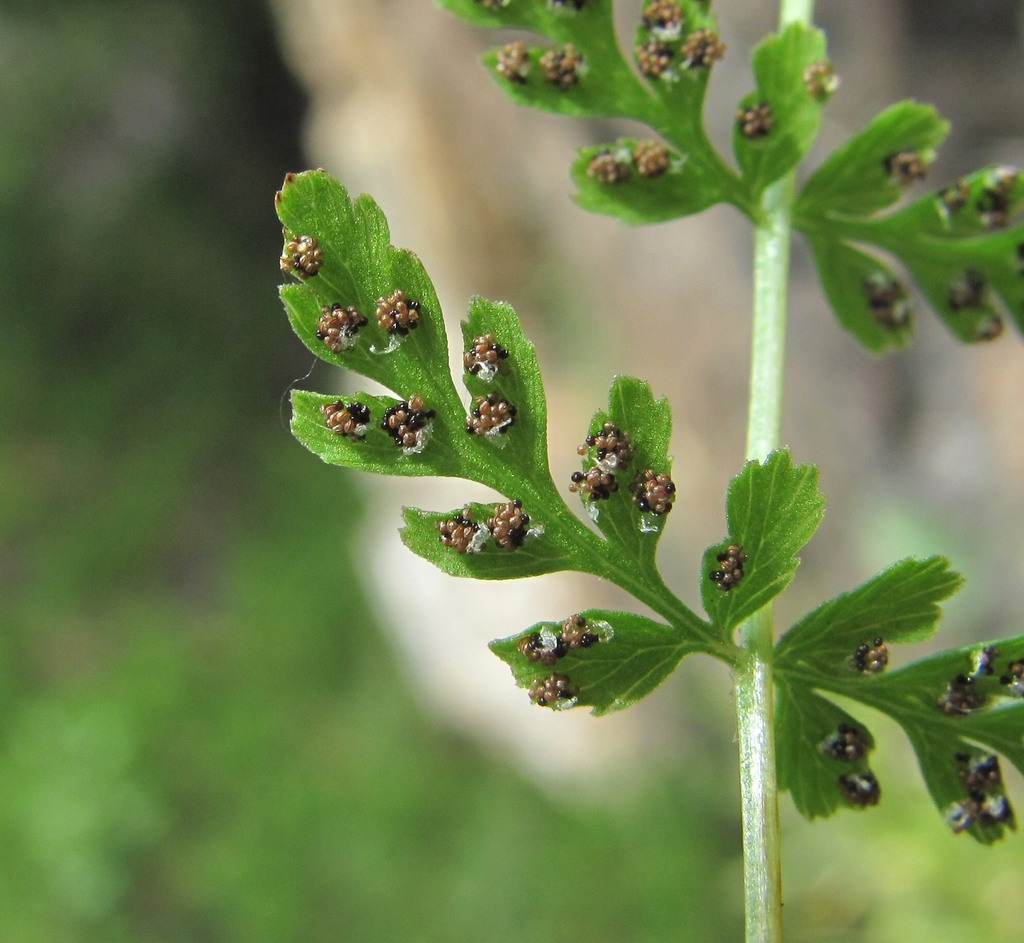 Изображение особи Cystopteris fragilis.