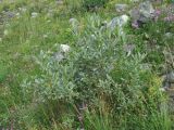 Salix pantosericea. Вегетирующее растение на каменистом лугу. Кабардино-Балкария, Эльбрусский р-н, долина р. Юсеньги, ок. 2500 м н.у.м., каменистое место близ р. Юсеньги. 25.08.2017.