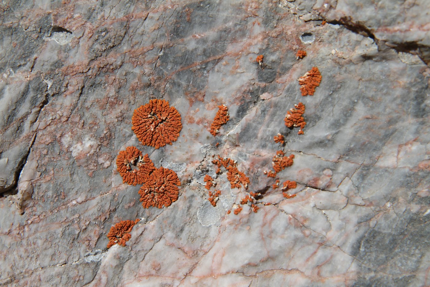 Изображение особи семейство Teloschistaceae.