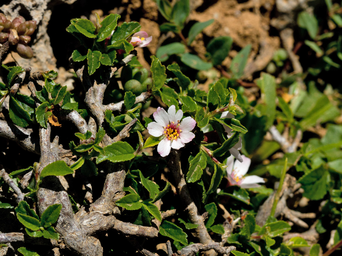 Image of Cerasus prostrata specimen.