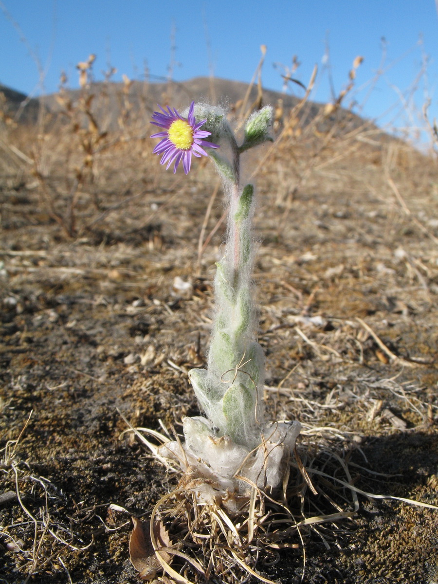 Изображение особи Lachnophyllum gossypinum.