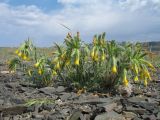 Onosma irritans