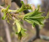 Acer negundo