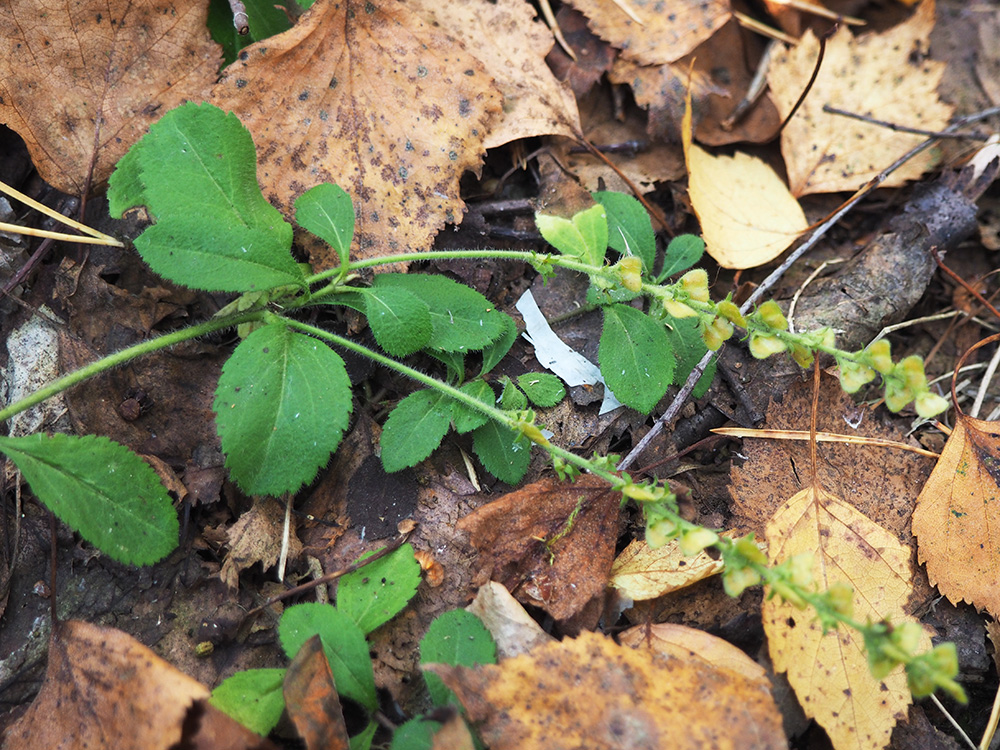 Image of Veronica officinalis specimen.