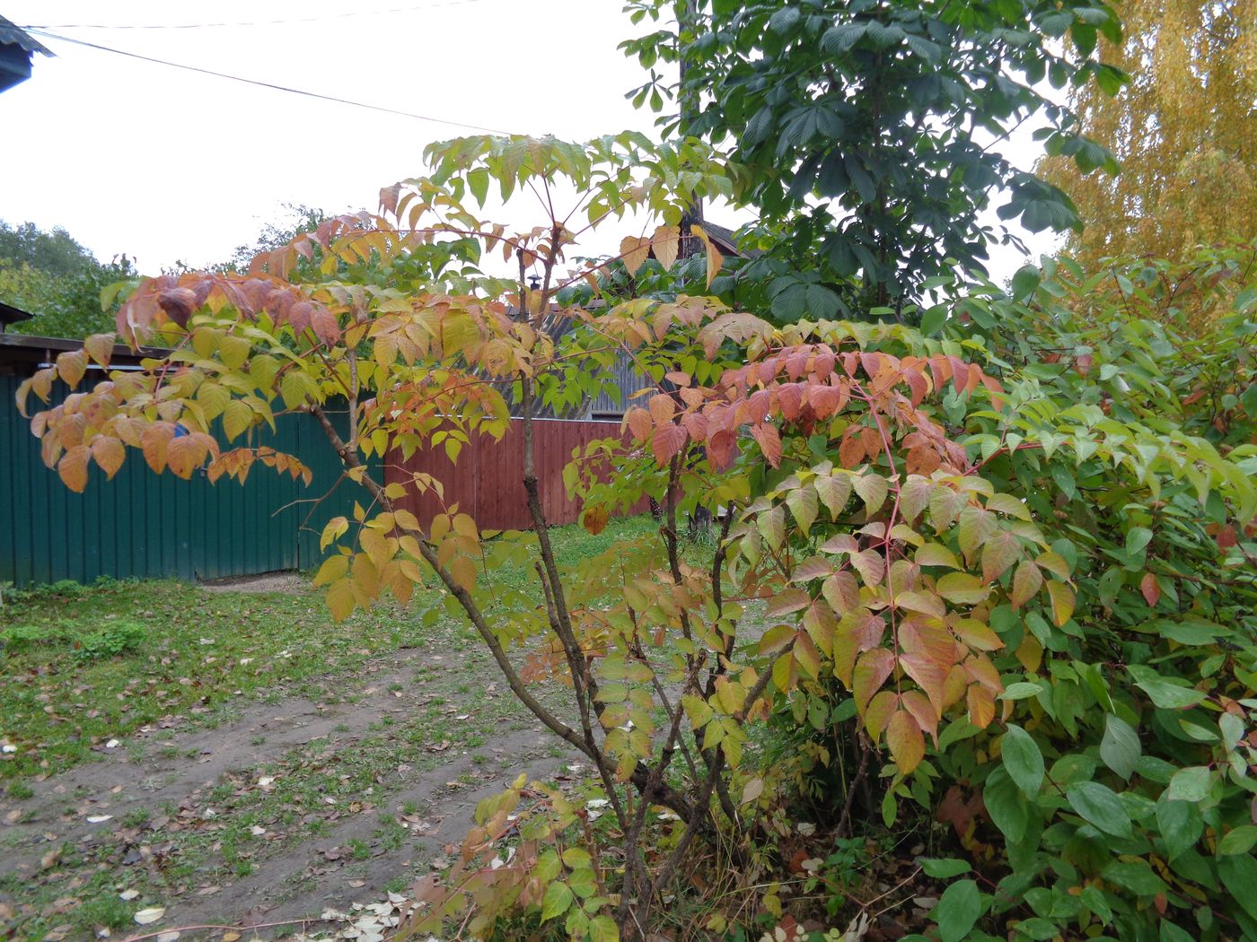 Image of Aralia elata specimen.