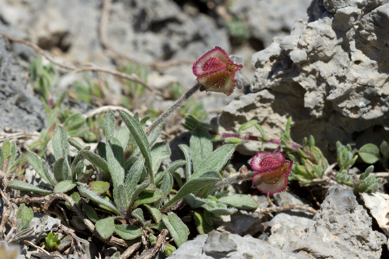 Image of Paracaryum lithospermifolium ssp. cariense specimen.