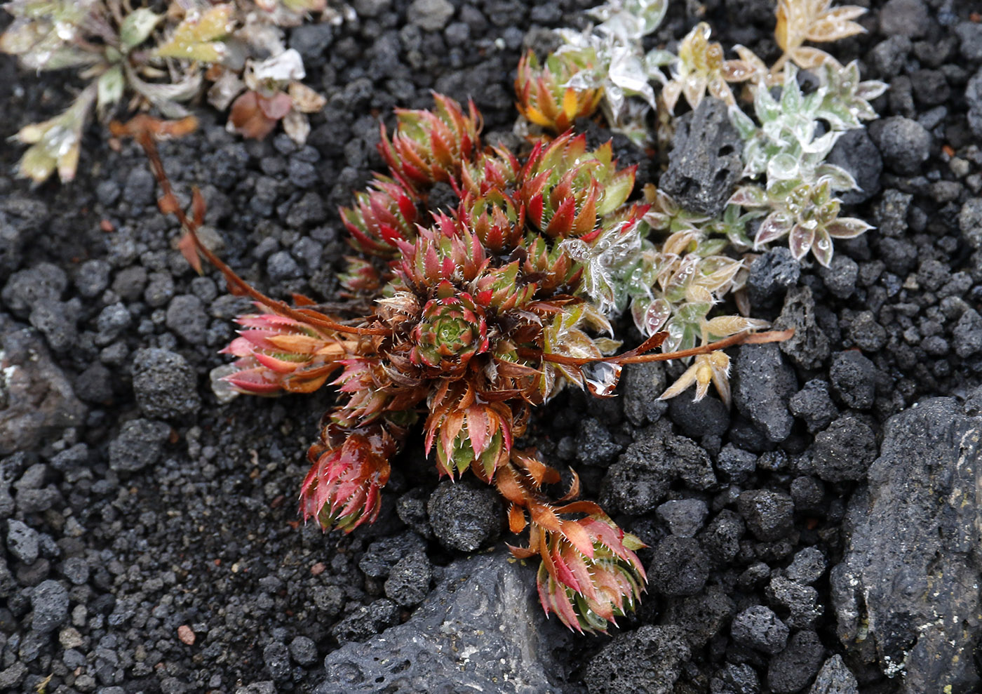 Изображение особи род Saxifraga.