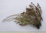 Taraxacum tenuisectum