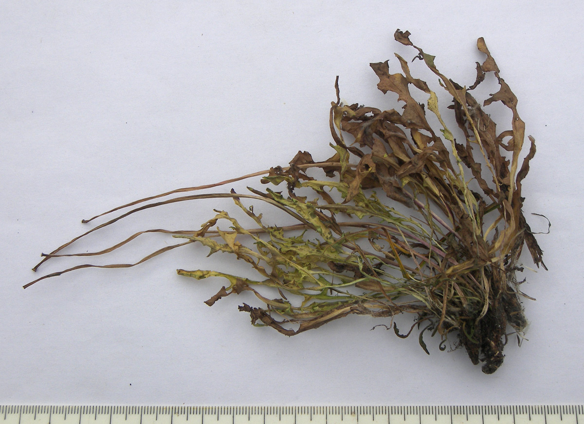 Image of Taraxacum tenuisectum specimen.