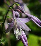 Hosta albomarginata. Цветок. Московская обл., Одинцовский р-н, г. Кубинка, цветник. 23.09.2017.