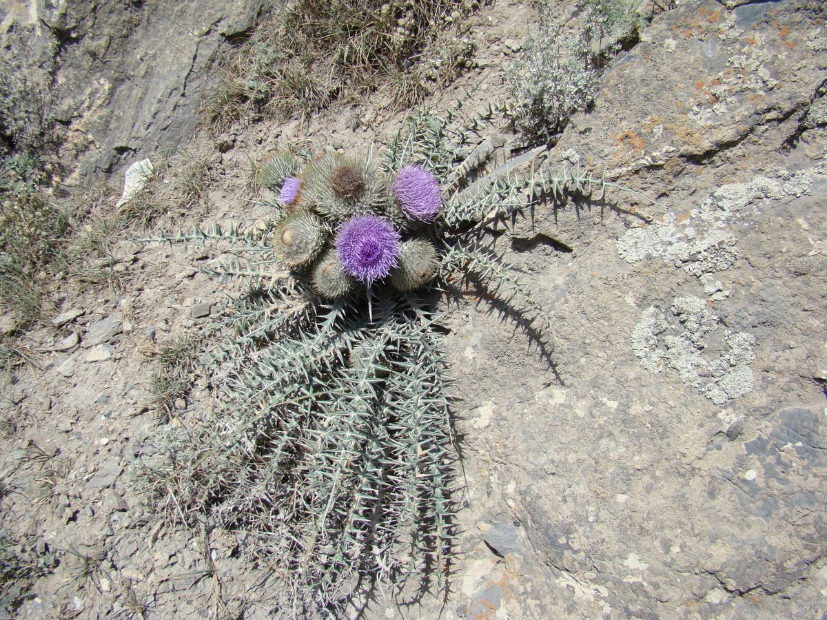 Image of Olgaea nivea specimen.