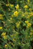 Medicago falcata