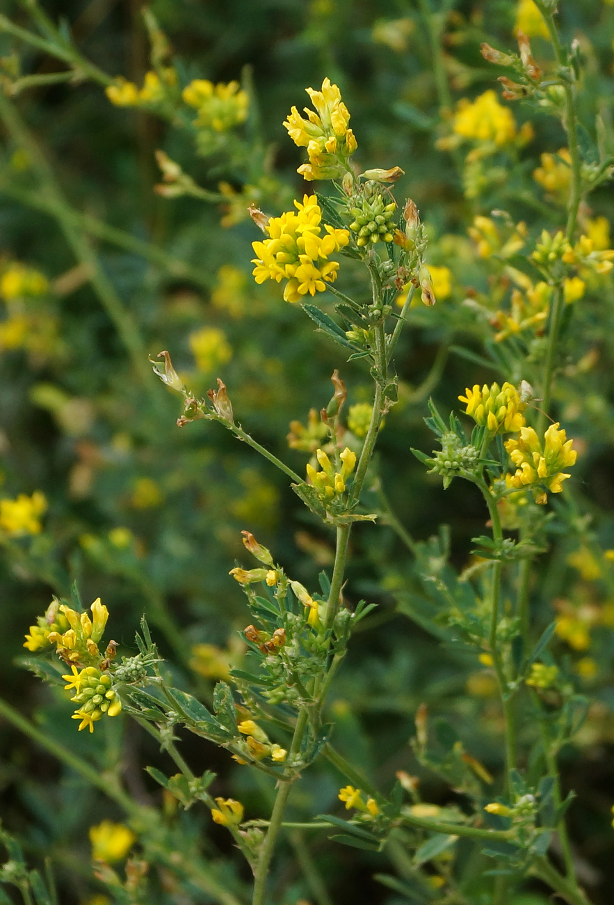 Изображение особи Medicago falcata.