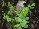 Cardamine amara