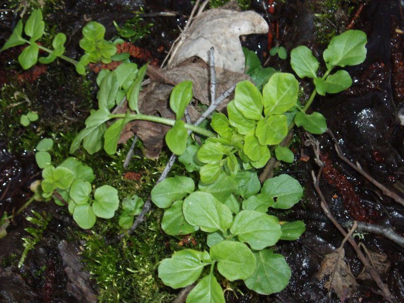 Изображение особи Cardamine amara.