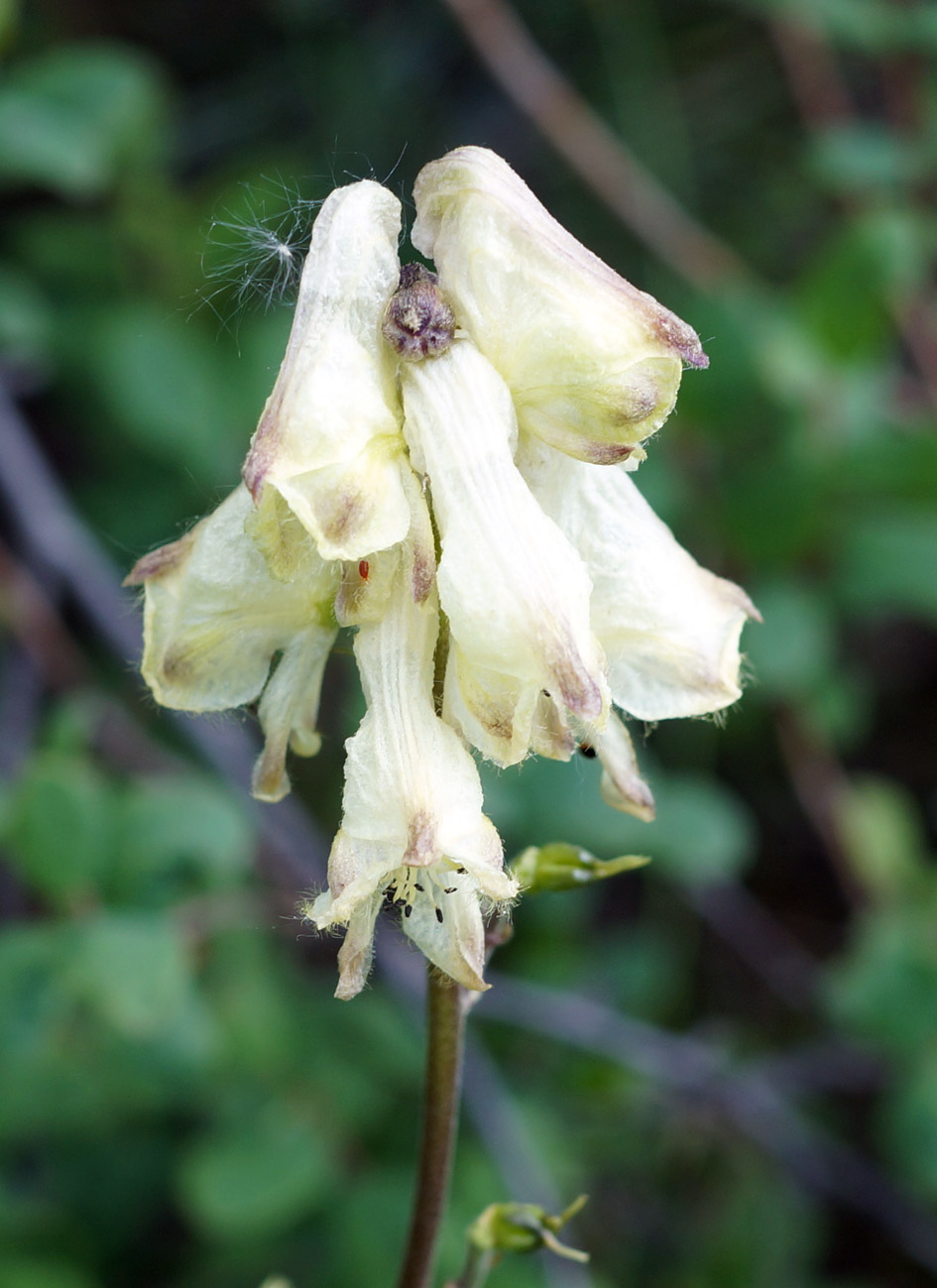 Изображение особи Aconitum ranunculoides.
