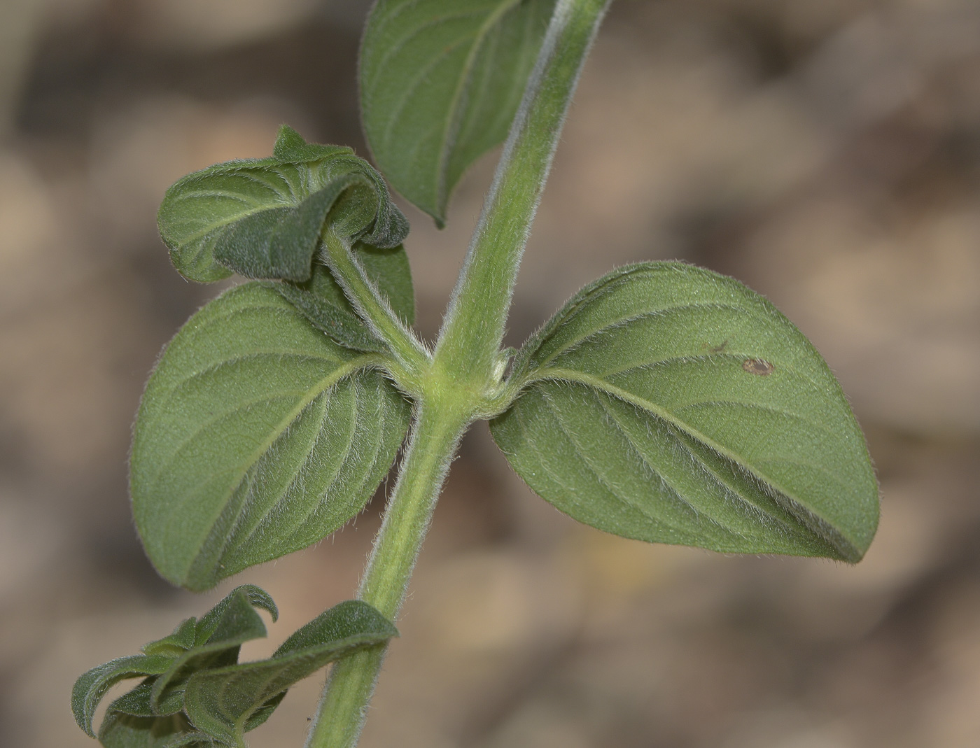 Image of Barleria obtusa specimen.