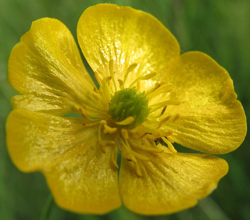 Image of Ranunculus acris specimen.