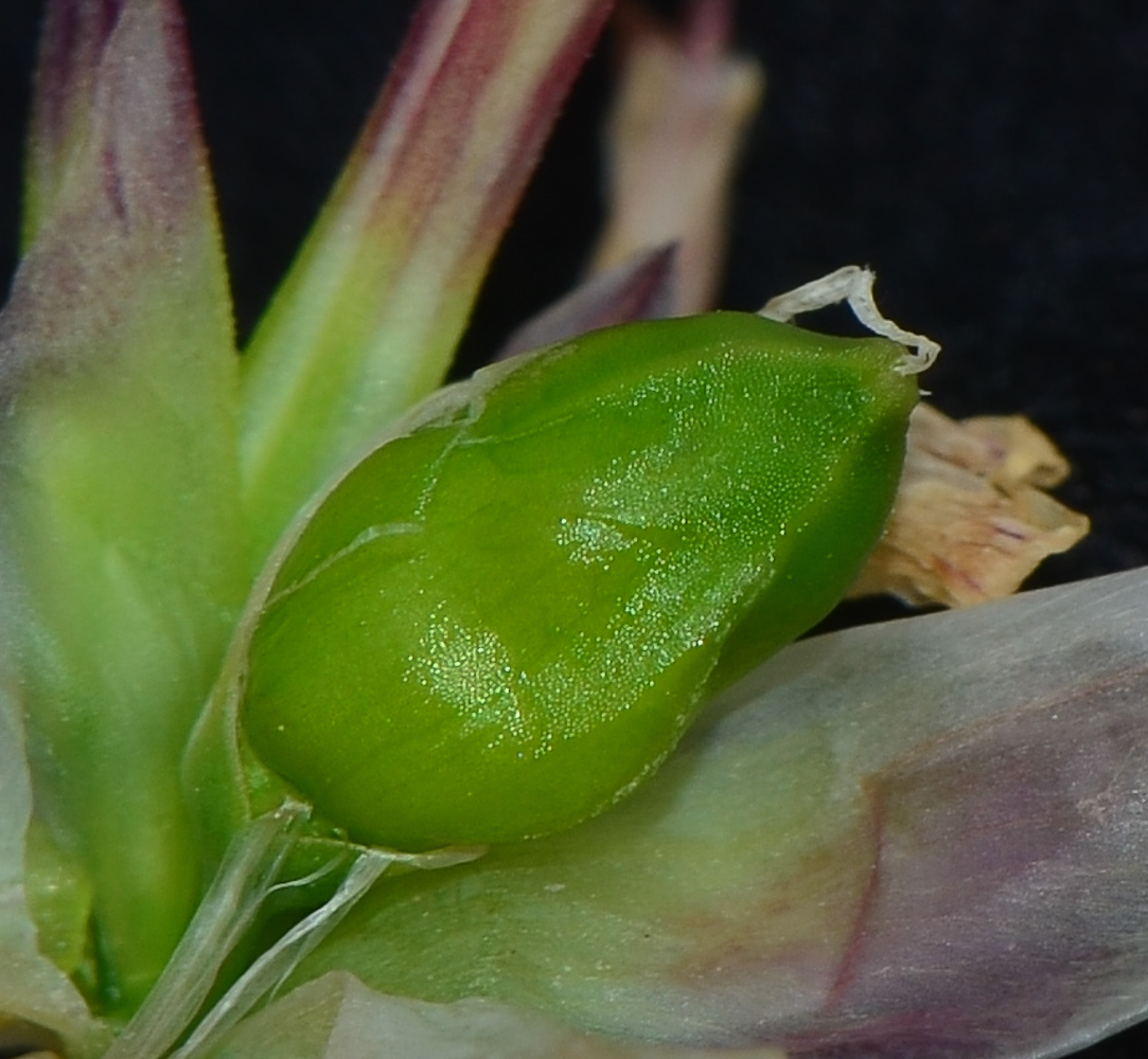 Image of Petrorhagia dubia specimen.