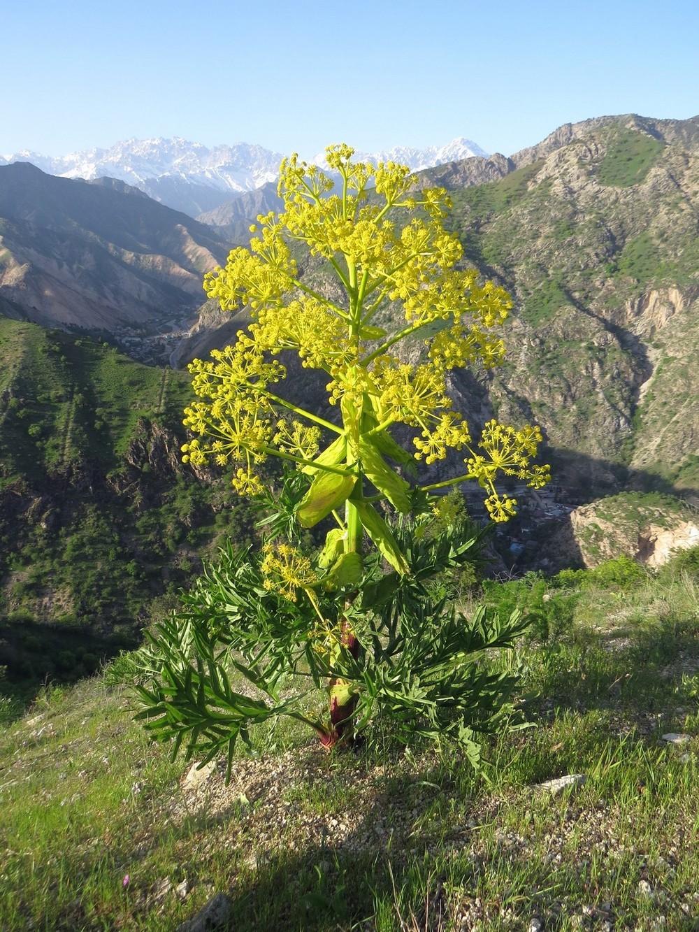 Изображение особи Ferula tadshikorum.