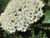 Viburnum lantana. Часть соцветия. Краснодарский край, Абинский р-н, гора Папай, склон вершины Зап. Папай. 30.04.2017.