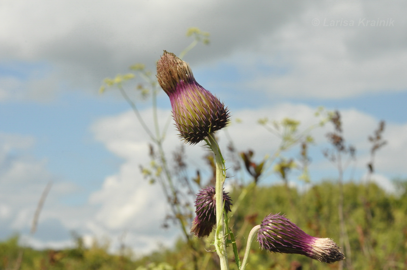 Изображение особи Cirsium pendulum.