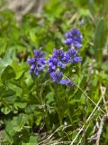 Polygala alpicola. Цветущее растение. Кабардино-Балкария, Приэльбрусье, гора Чегет, ≈ 2500 м н.у.м. 23.06.2008.