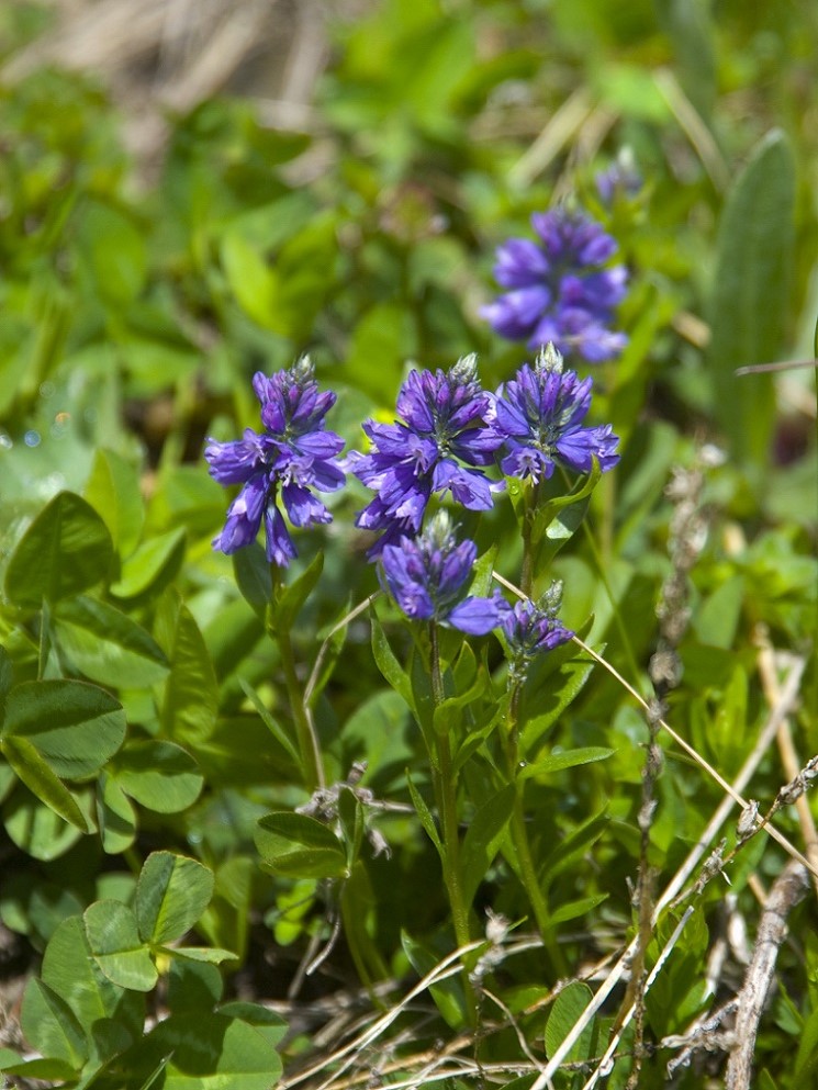 Изображение особи Polygala alpicola.