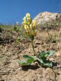 Corydalis ledebouriana Kar. et Kir. × Corydalis sewerzowii Regel