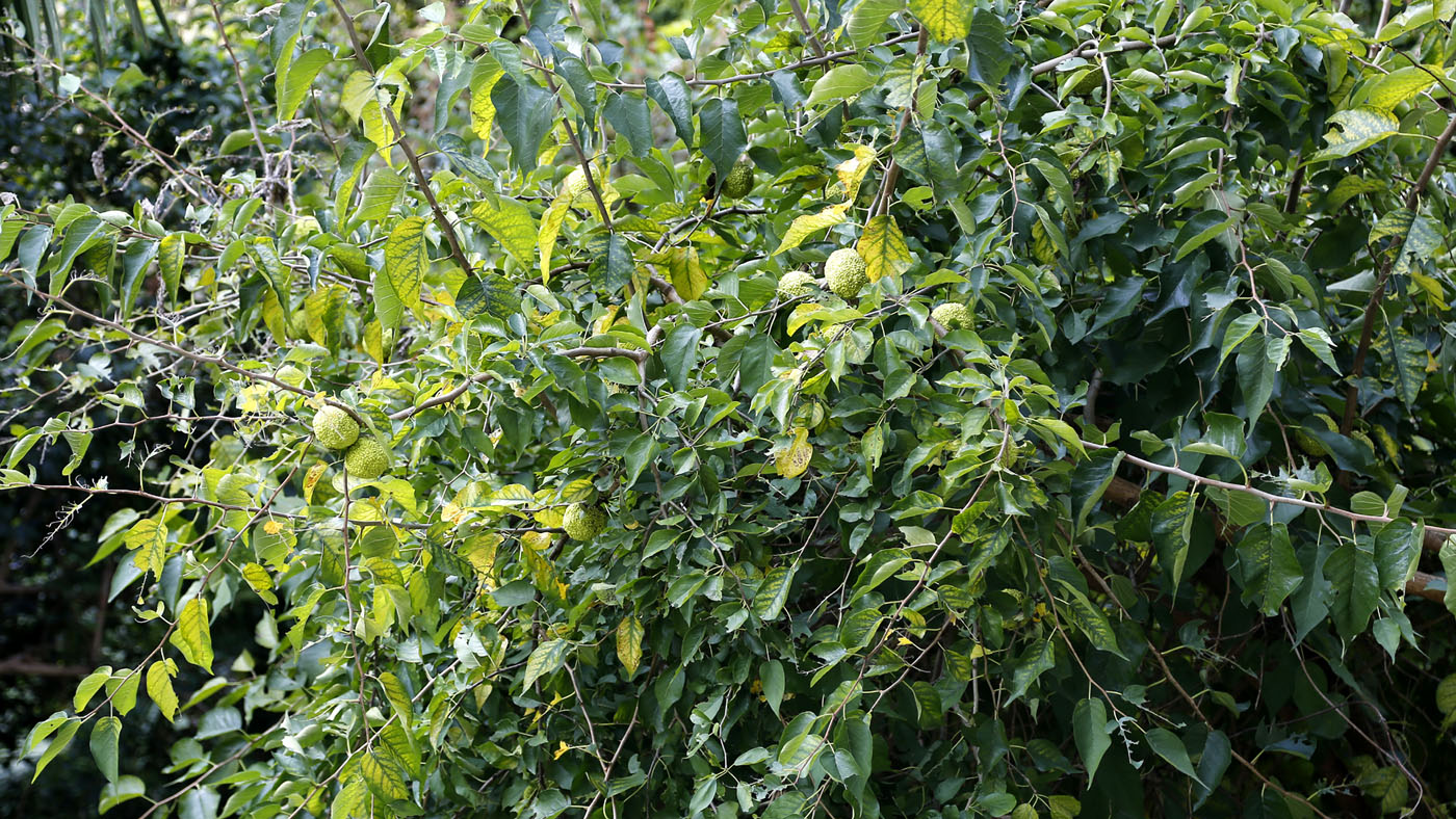 Image of Maclura pomifera specimen.