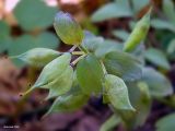 Corydalis solida. Верхняя часть побега с созревающими плодами. Чувашия, г. Шумерля, городской парк. 24 апреля 2008 г.