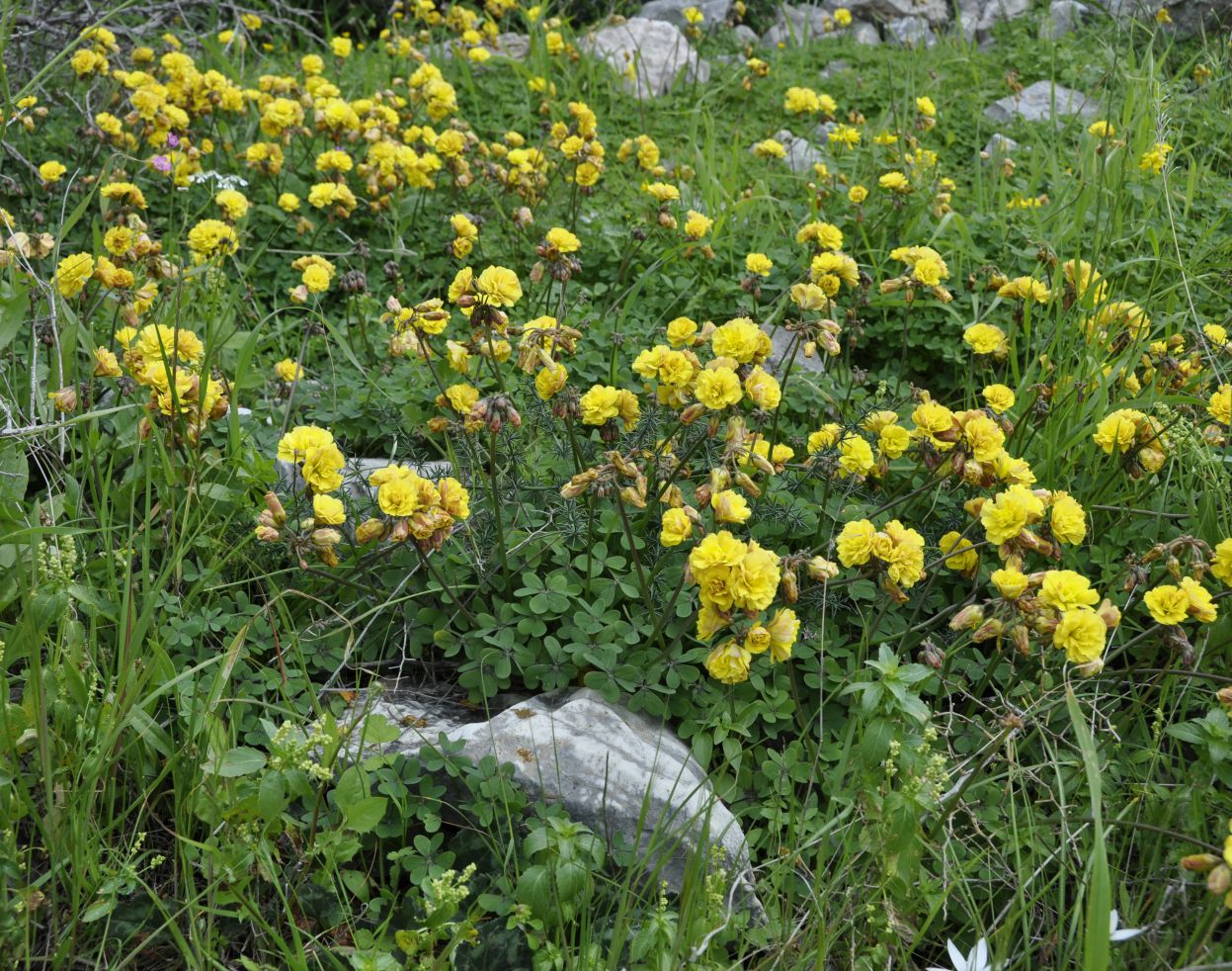 Image of Oxalis pes-caprae f. pleniflora specimen.