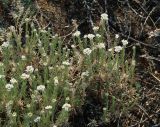 Ptilotrichum tenuifolium