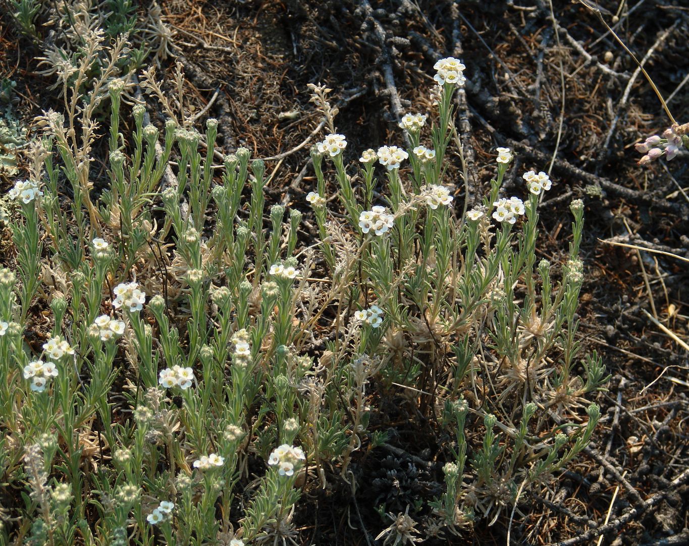 Изображение особи Ptilotrichum tenuifolium.