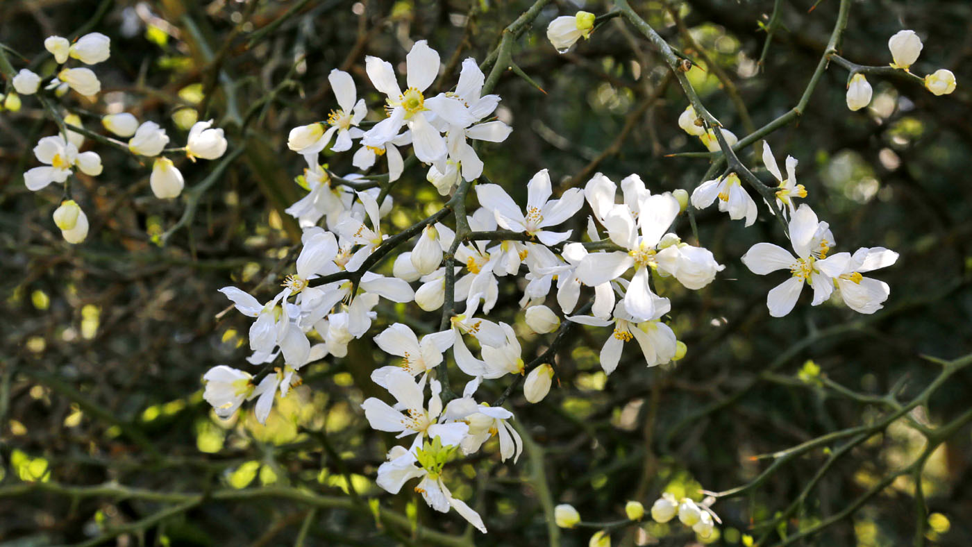 Изображение особи Poncirus trifoliata.