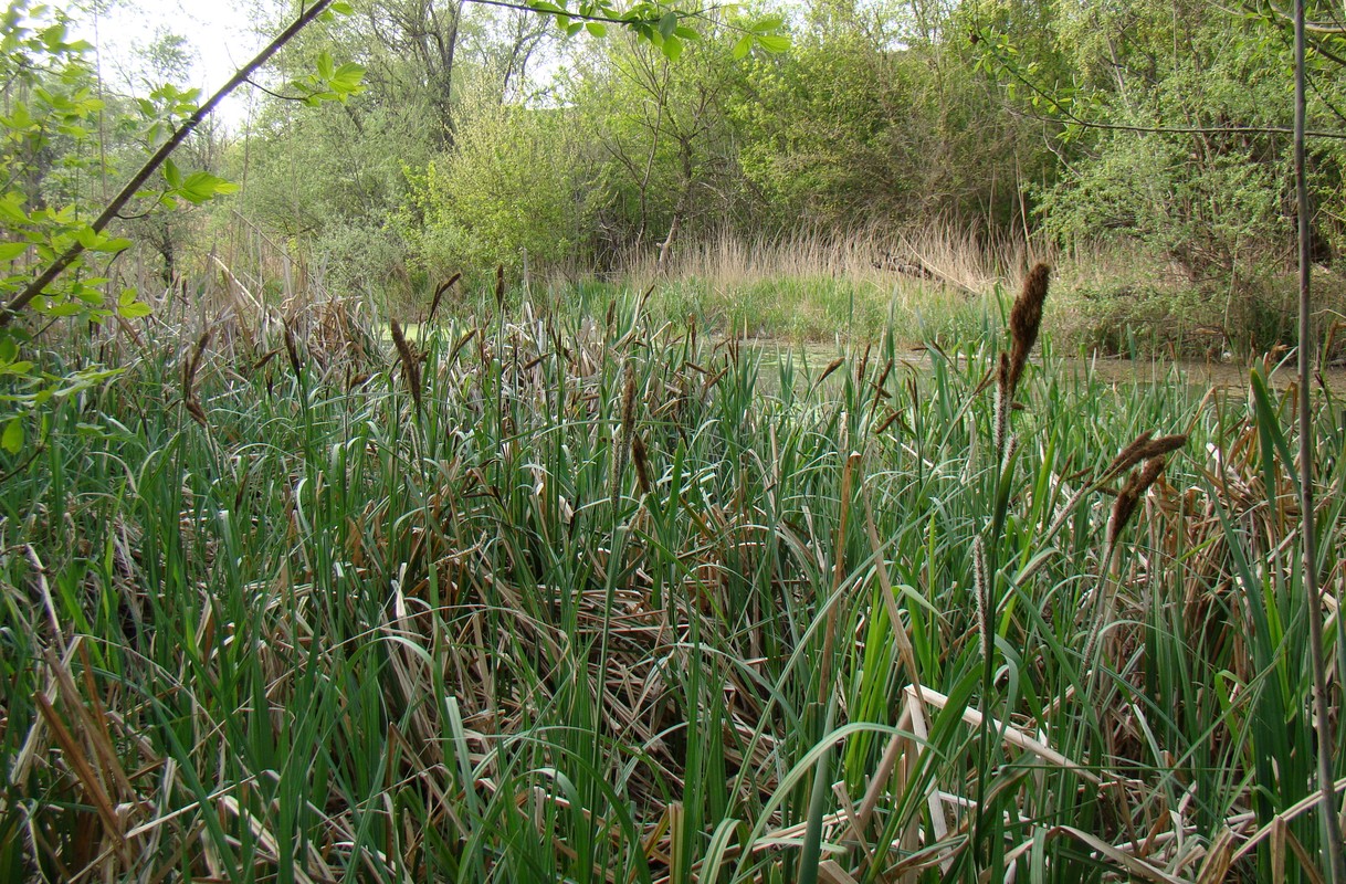 Изображение особи Carex riparia.