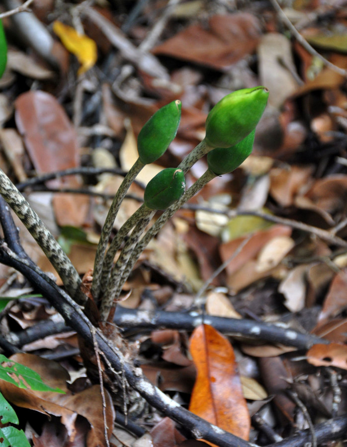 Image of Alocasia longiloba specimen.