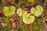 Asarum europaeum