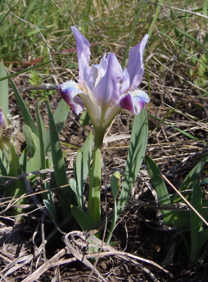 Изображение особи Iris pumila.