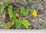 Potentilla anserina subspecies groenlandica. Цветущее растение. Кольский п-ов, Кандалакшский берег Белого моря, приморский луг у границы с песчаным пляжем. 22.07.2017.