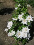 Clematis × jackmanii