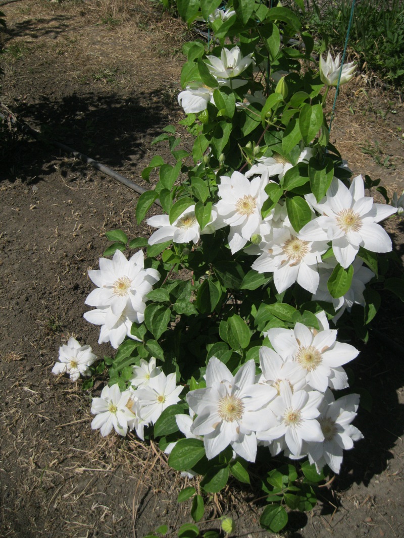 Image of Clematis &times; jackmanii specimen.