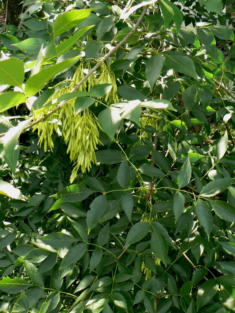 Image of Fraxinus pennsylvanica specimen.