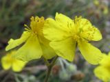 Helianthemum georgicum