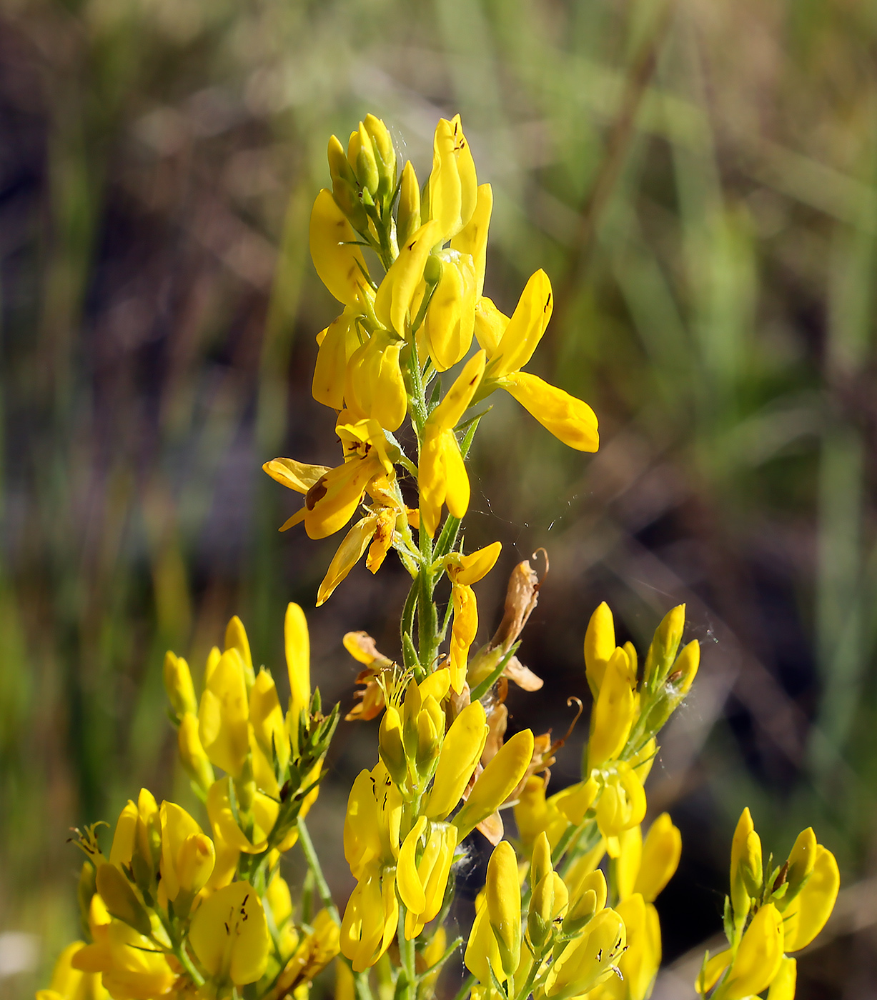 Image of Genista tinctoria specimen.