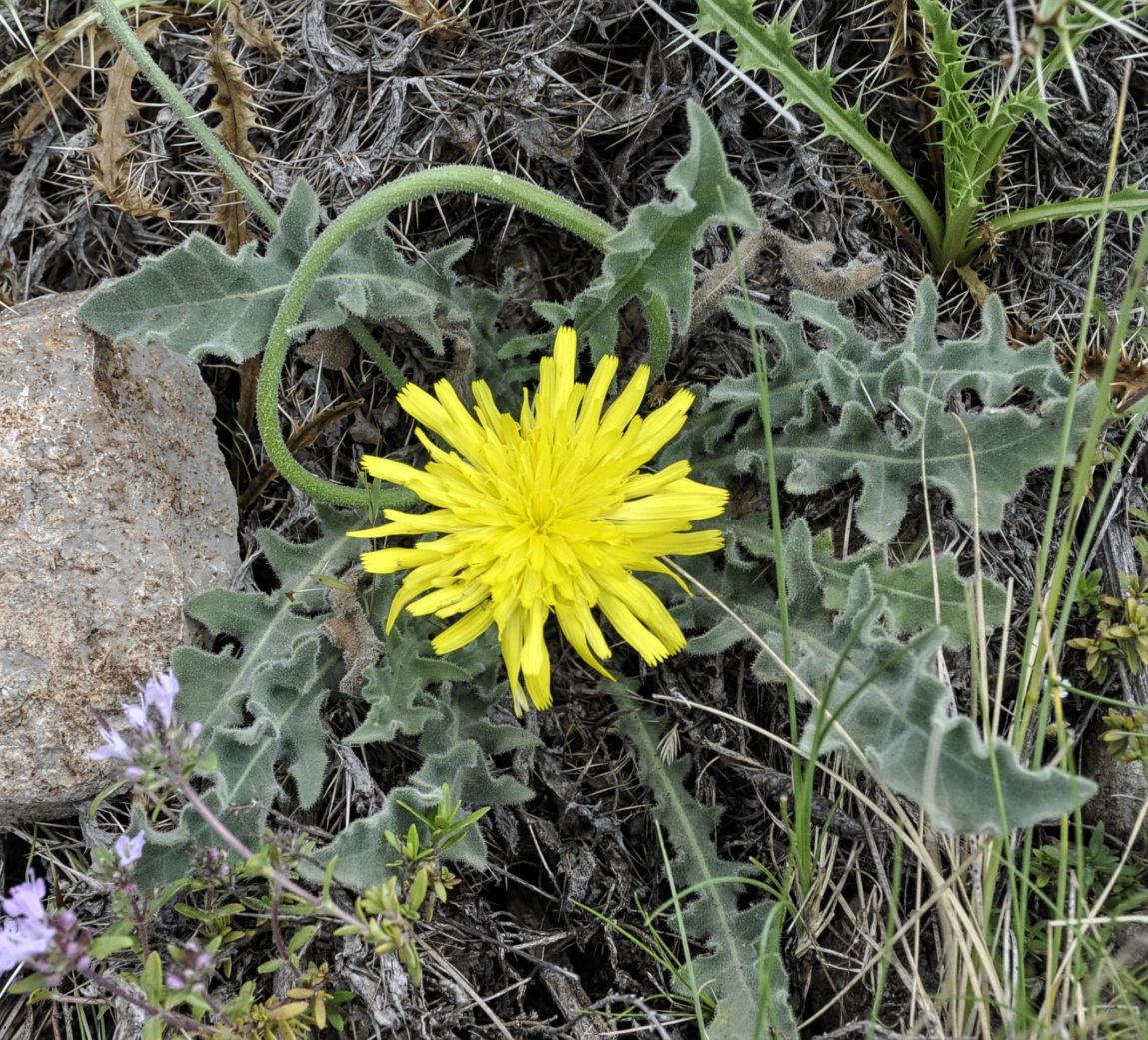 Image of genus Leontodon specimen.