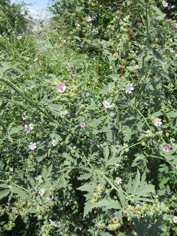 Image of Althaea broussonetiifolia specimen.