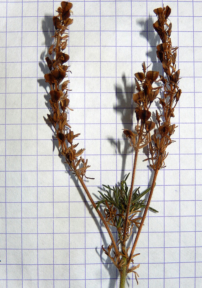 Image of Veronica multifida specimen.