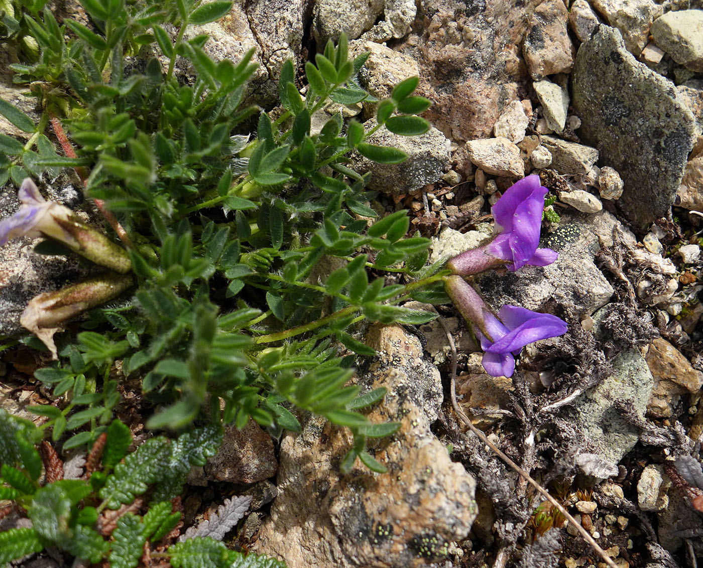 Изображение особи Oxytropis czukotica.