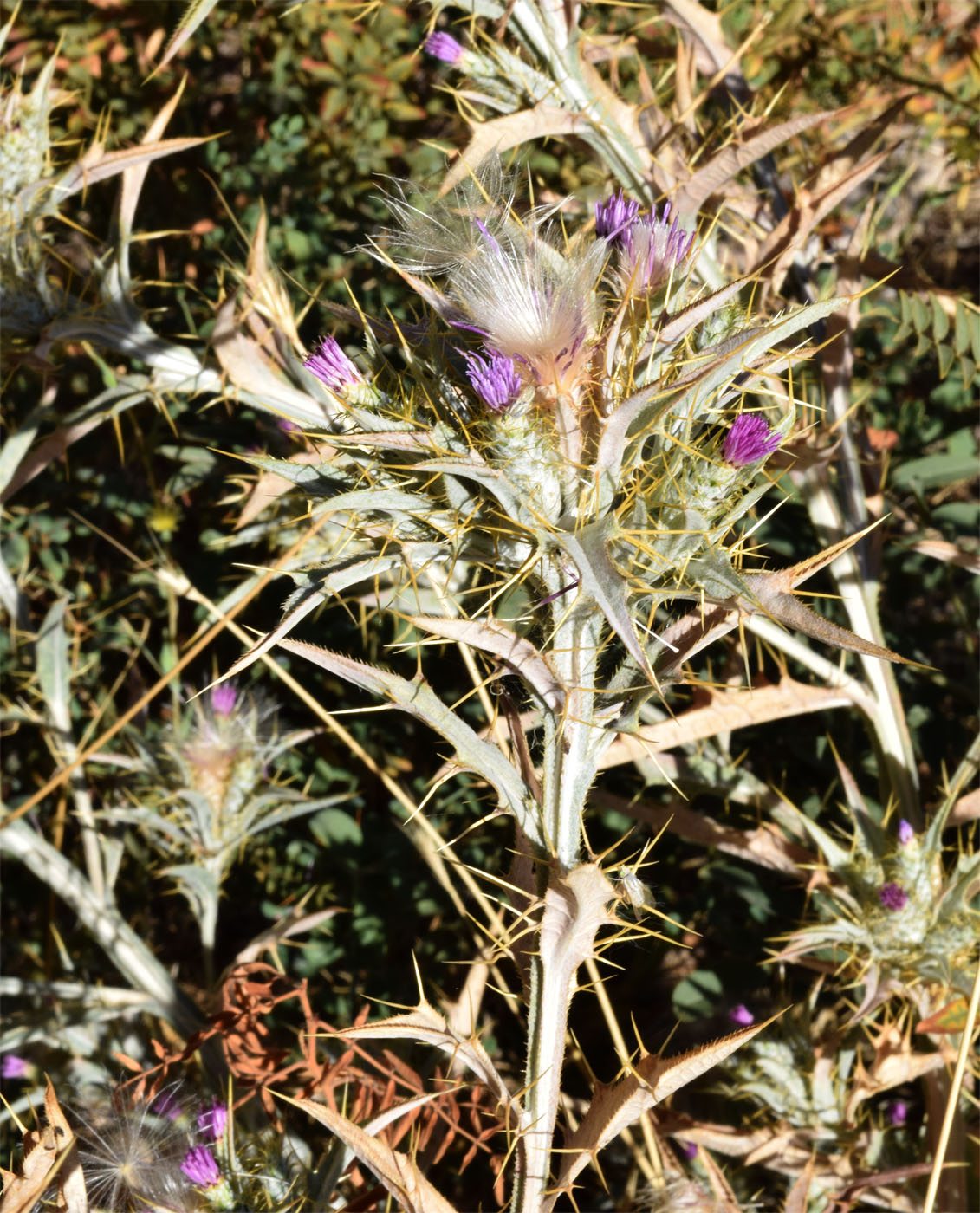 Image of Picnomon acarna specimen.